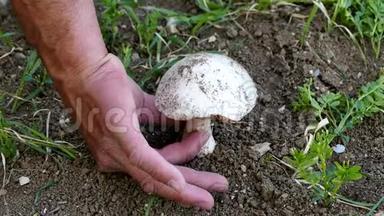 天然食用蘑菇，一个人采蘑菇，一个人采蘑菇，